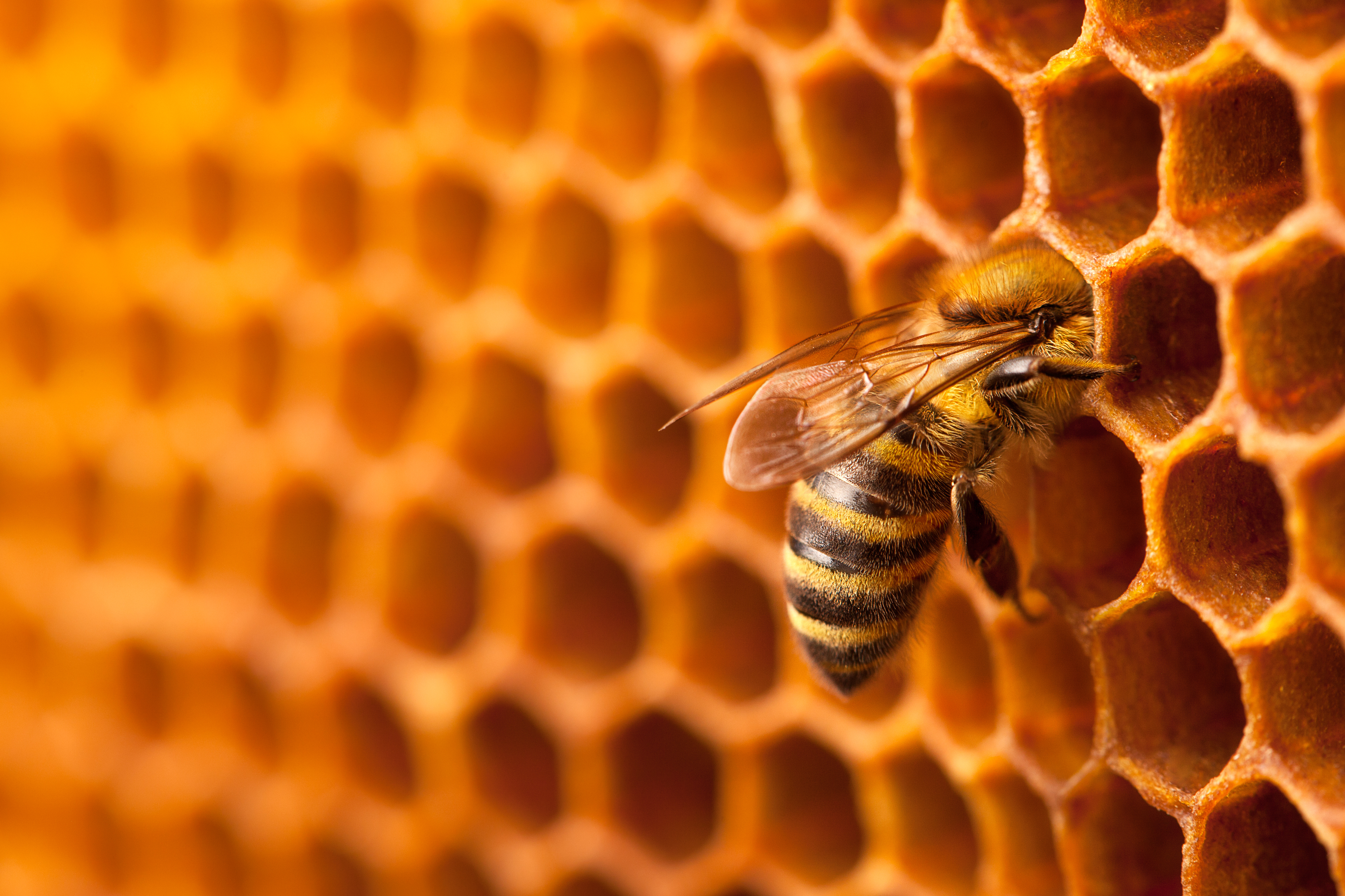 bee in comb