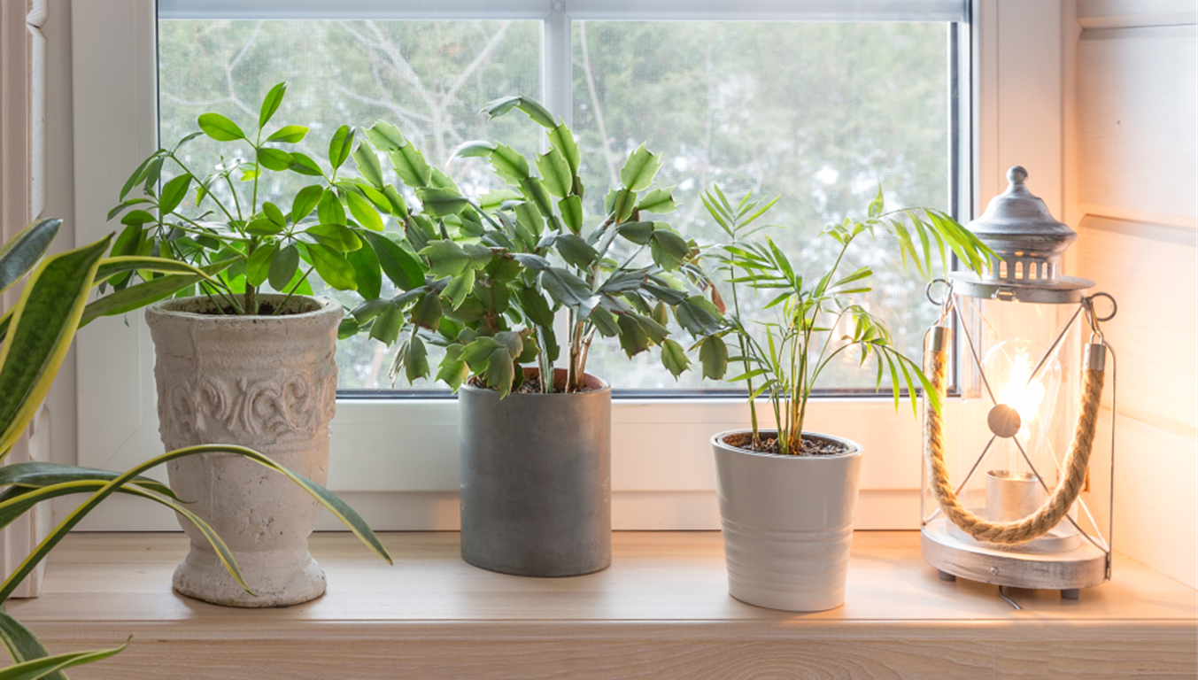 House Plants image