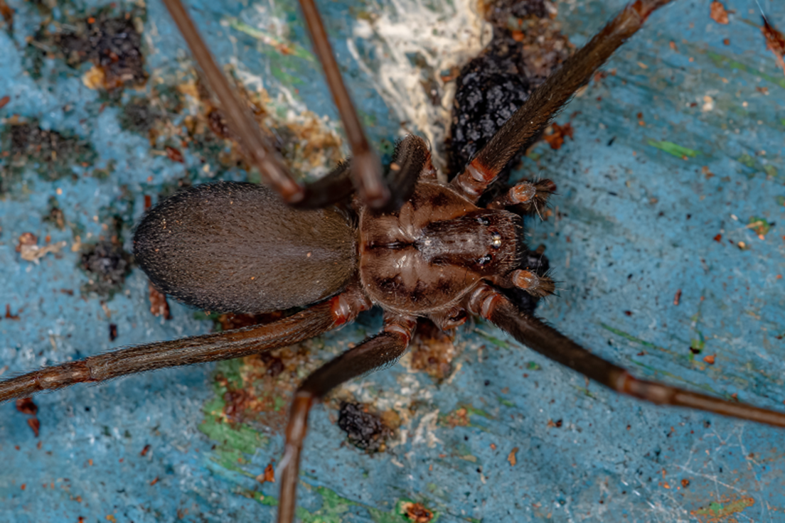 Brown Recluse