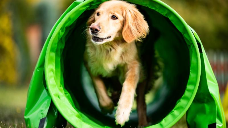 dog running through tunnel 